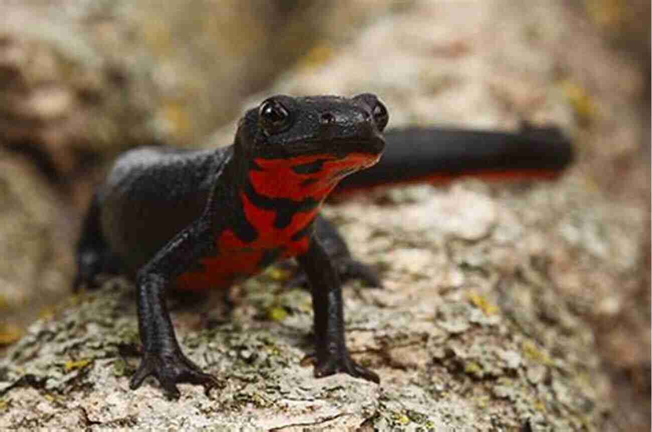 Cute And Colorful Japanese Fire Bellied Newt On A Leaf JAPANESE FIRE BELLIED NEWT: Facts And Information About Japanese Fire Bellied Newt