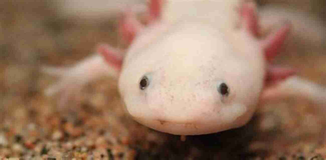 Delving Into The Axolotl's Mystery: A Creature Of Preservation Or Abomination? The Ugliest Animal In The World