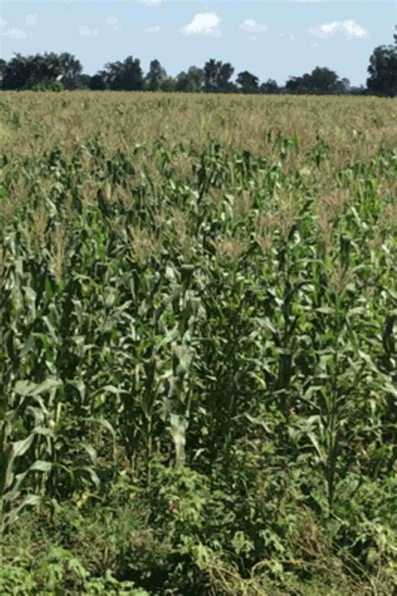 Drought Resistant Maize Field Growing Grain Crops In Dry Areas With Information On Varieties Of Grain Crop Suitable For Dry Land Farming