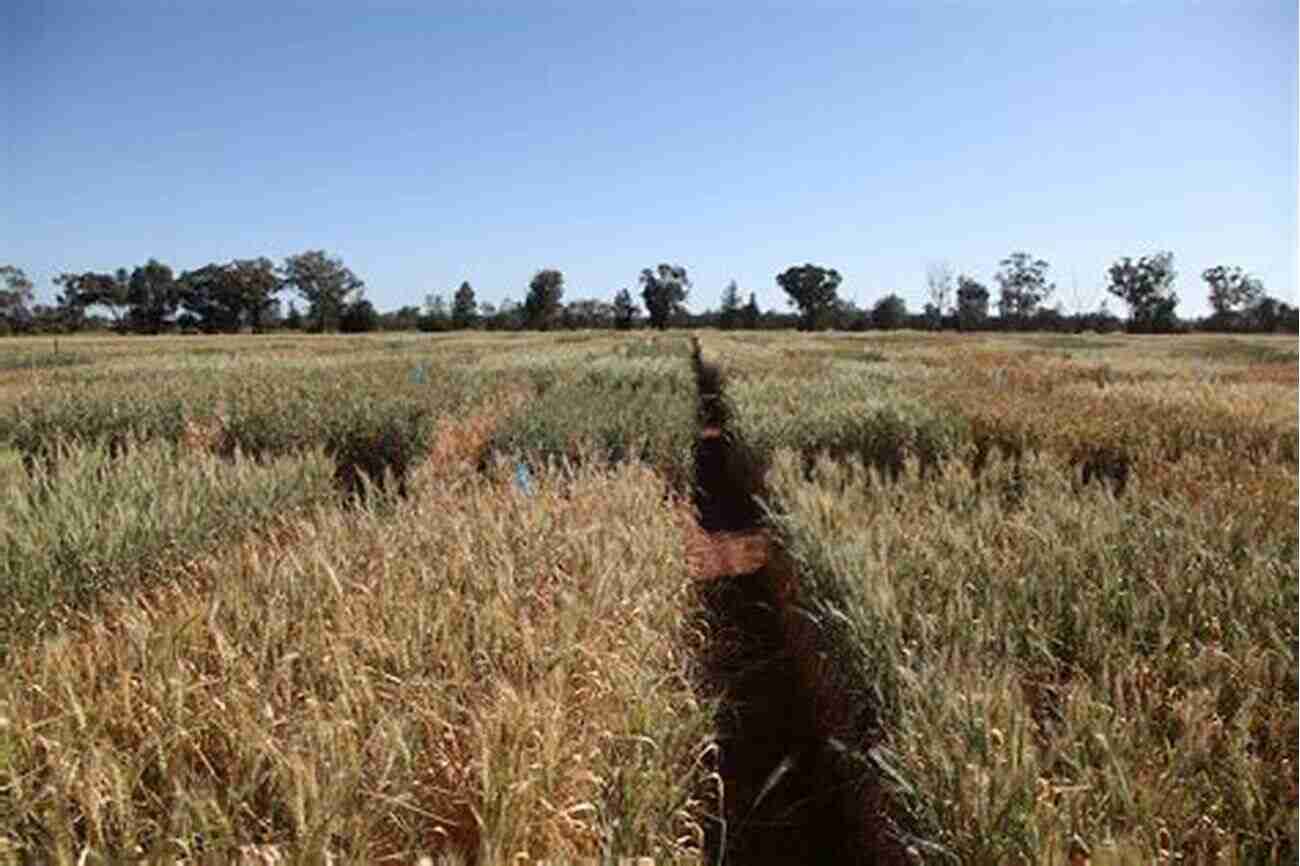 Drought Tolerant Wheat Field Growing Grain Crops In Dry Areas With Information On Varieties Of Grain Crop Suitable For Dry Land Farming