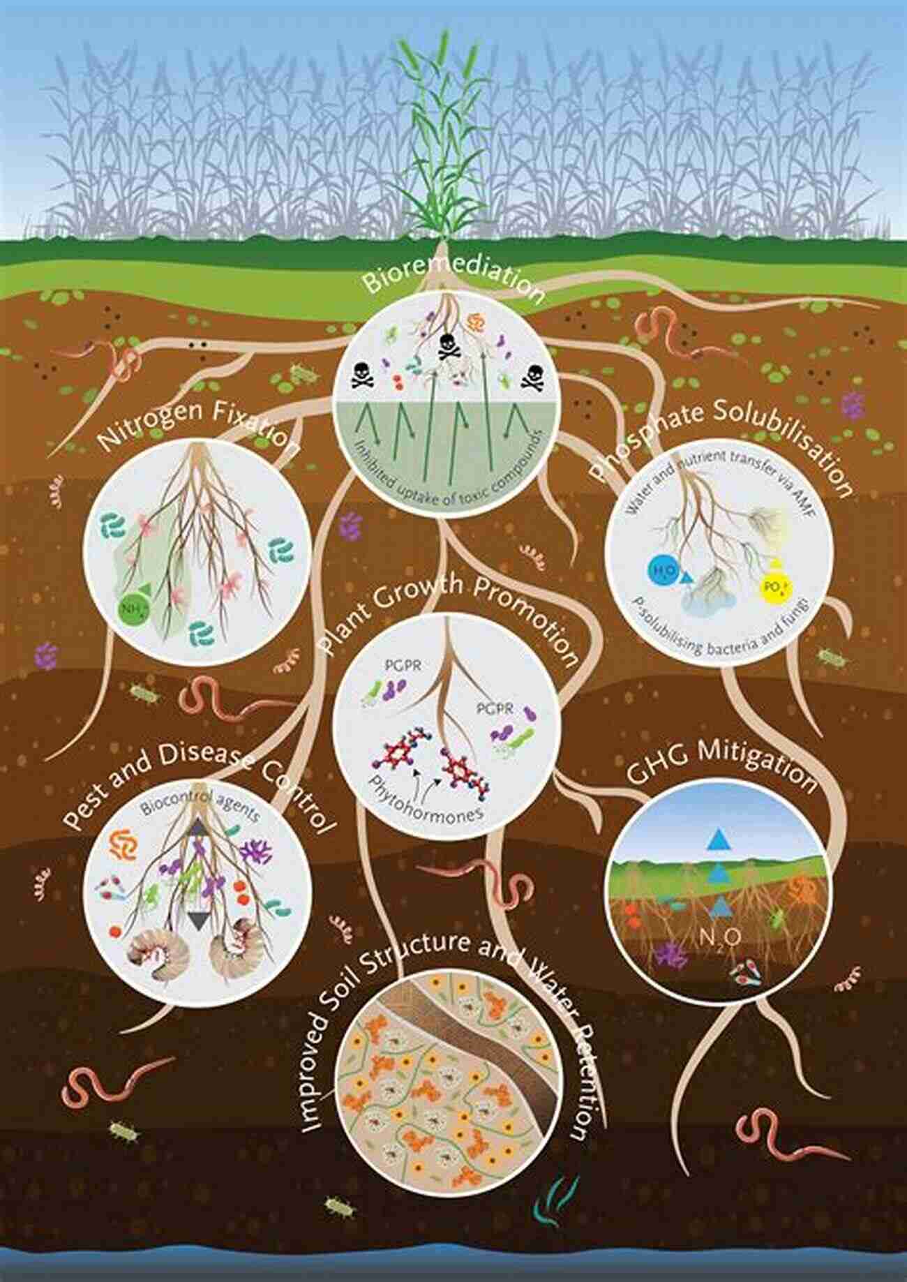 Essential Soil Microbial Communities Biochar Application: Essential Soil Microbial Ecology