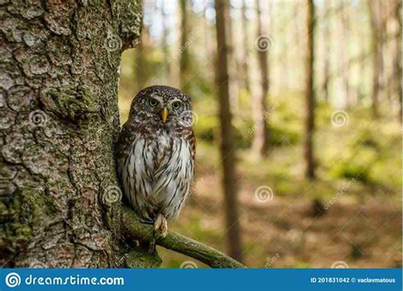 Eurasian Pygmy Owl Perched On A Tree Branch Overlooking The Forest AVITOPIA Birds Of Estonia