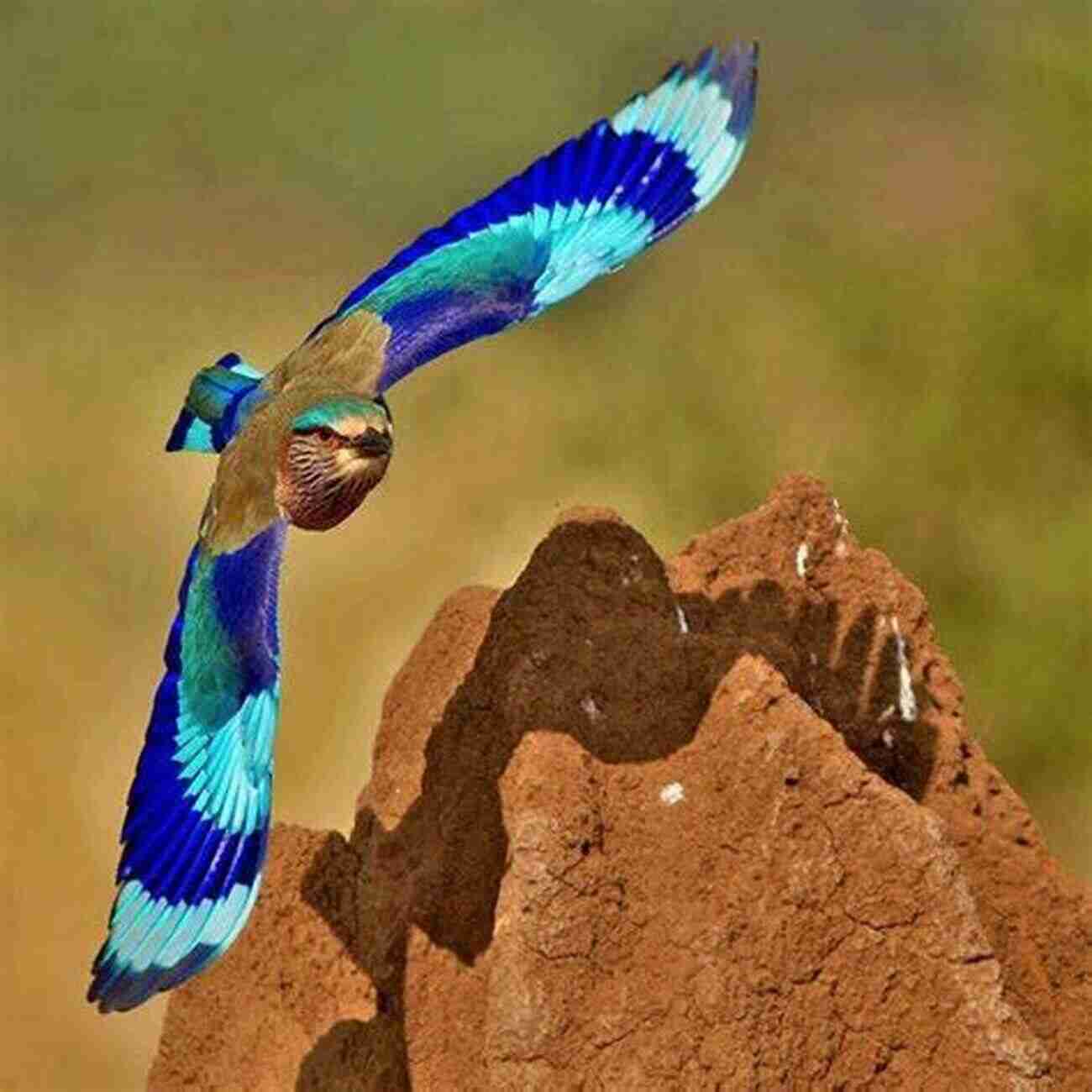 European Roller AVITOPIA Birds Of Lithuania