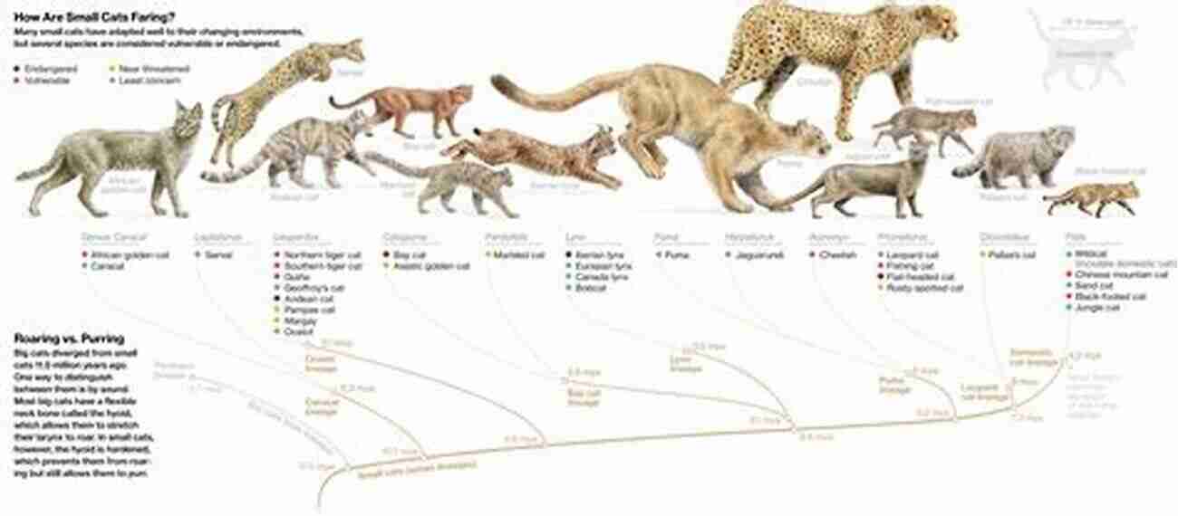 Evolution Of Cats From Wild To Domesticated A Truth About Helping Feral Cats And How To Cope