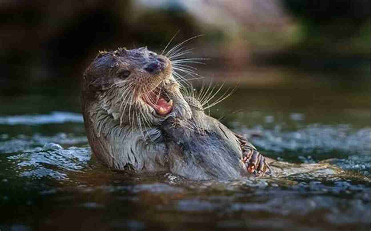 Experience The Playful Nature Of Sea Otters Up Close A Practical Guide To The Marine Animals Of Northeastern North America