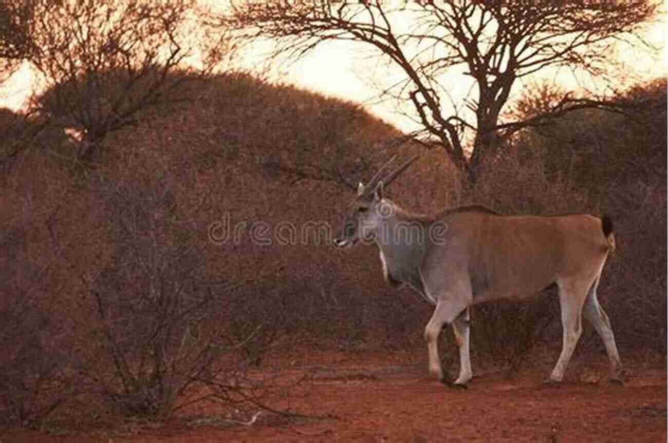 Experiencing The Thrill Of The African Bush At The Eland Classics A Plague Of Caterpillars: A Return To The African Bush (Eland Classics)