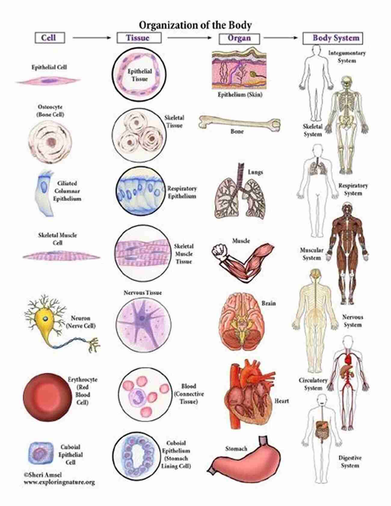 Exploring Human Body Cells To The Human Body 11th Edition