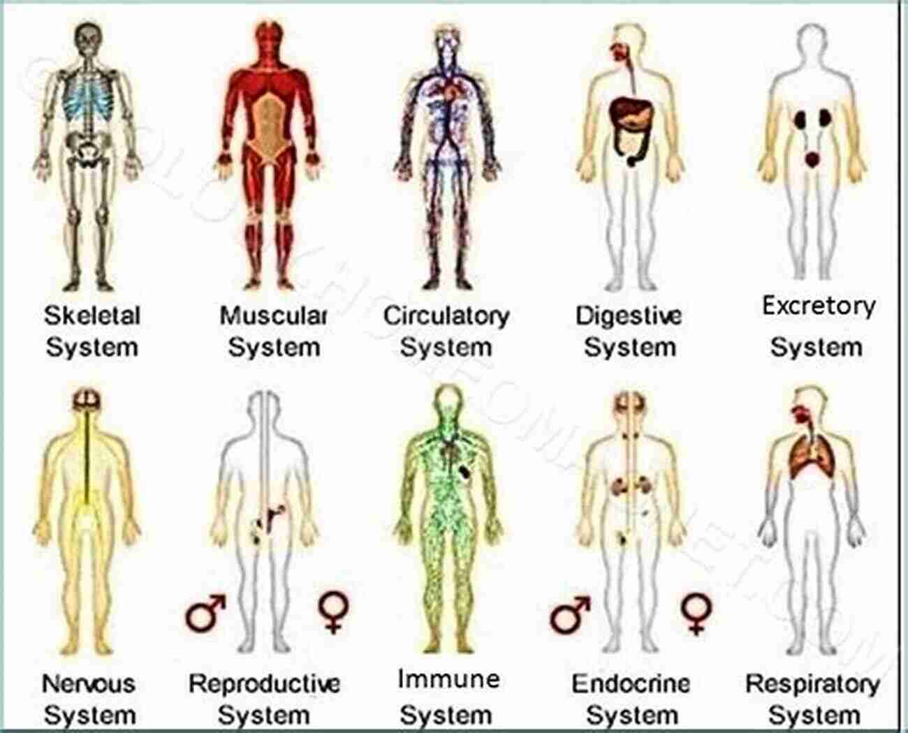 Exploring Human Organ Systems To The Human Body 11th Edition