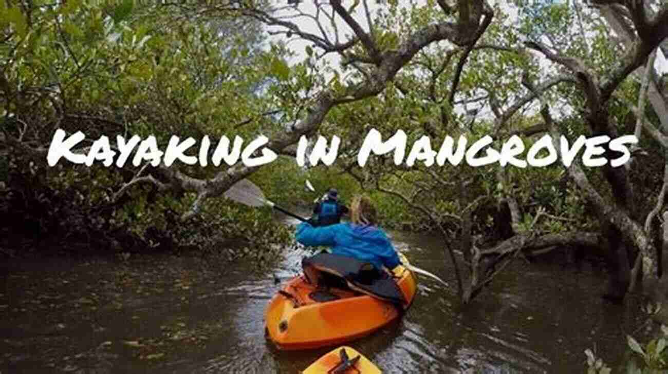 Exploring The Mangrove Forests Near Indian Rocks Beach On A Kayak Indian Rocks Beach (Images Of America)