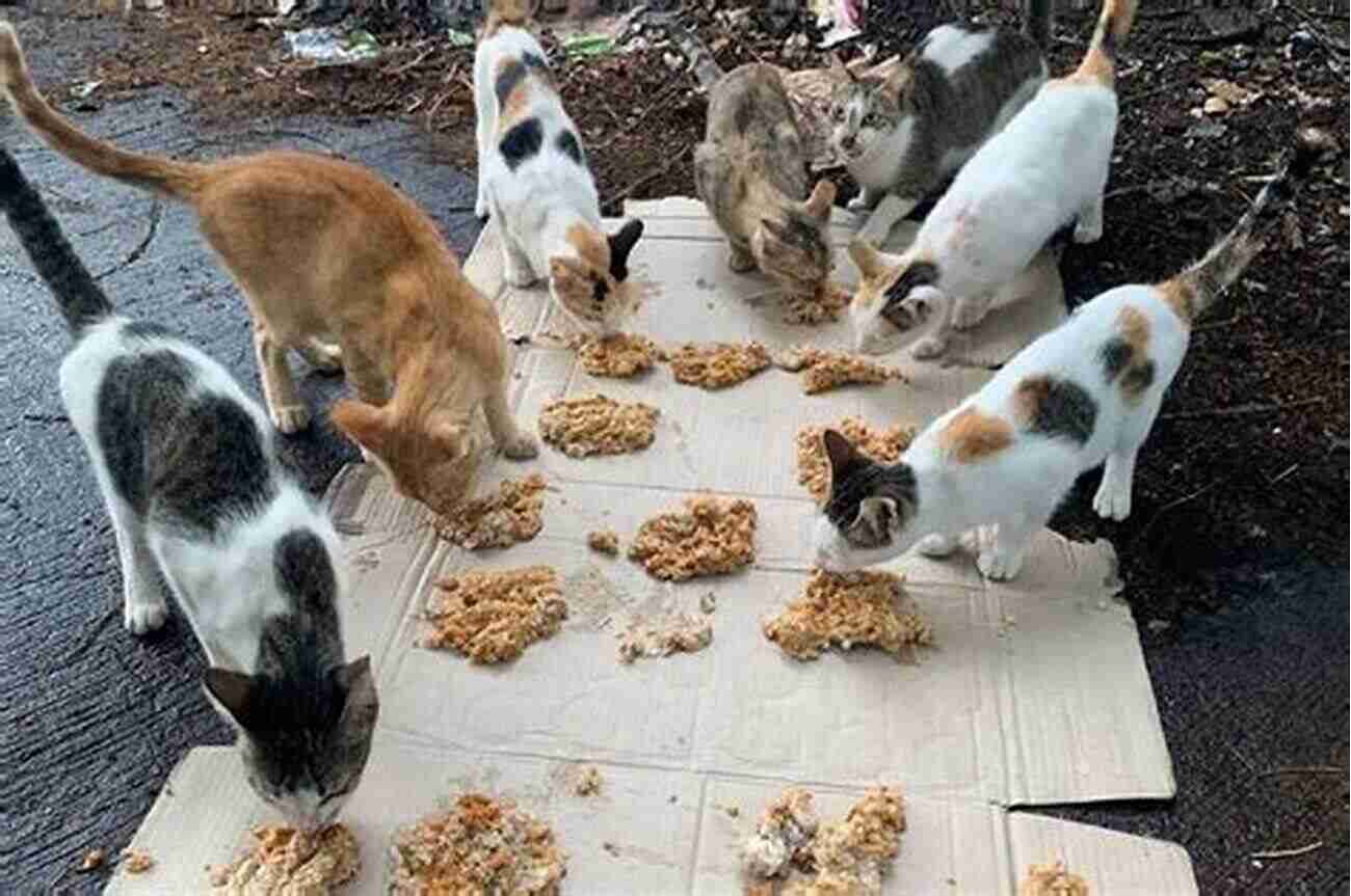 Feeding Feral Cats Responsibly A Truth About Helping Feral Cats And How To Cope