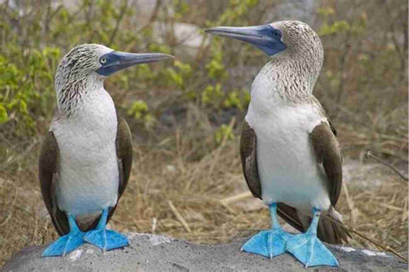 Galapagos Islands Bird Watching Fifty Places To Go Birding Before You Die: Birding Experts Share The World S Geatest Destinations