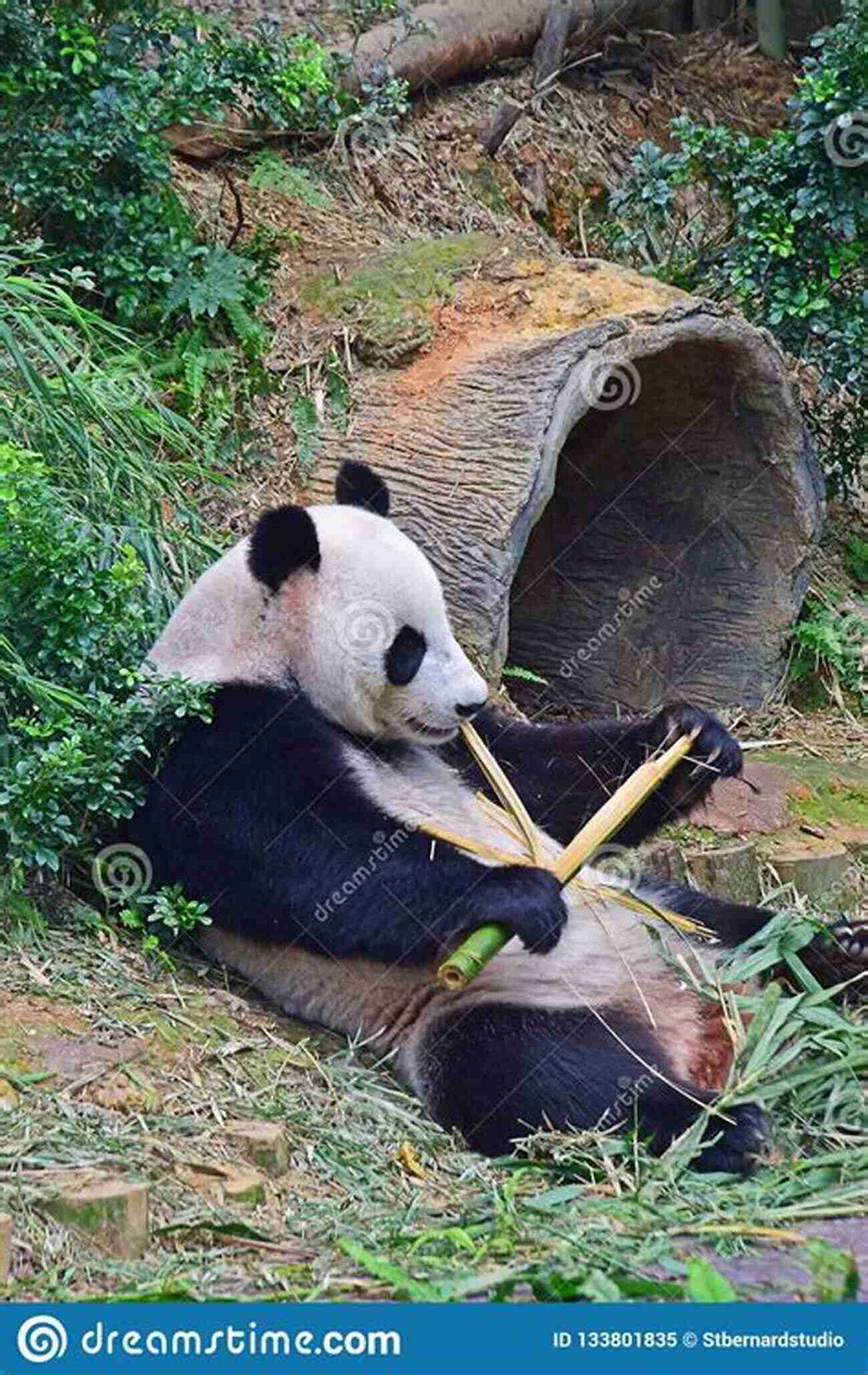 Giant Panda Enjoying Bamboo How To Attract Birds To Your Garden: Foods They Like Plants They Love Shelter They Need