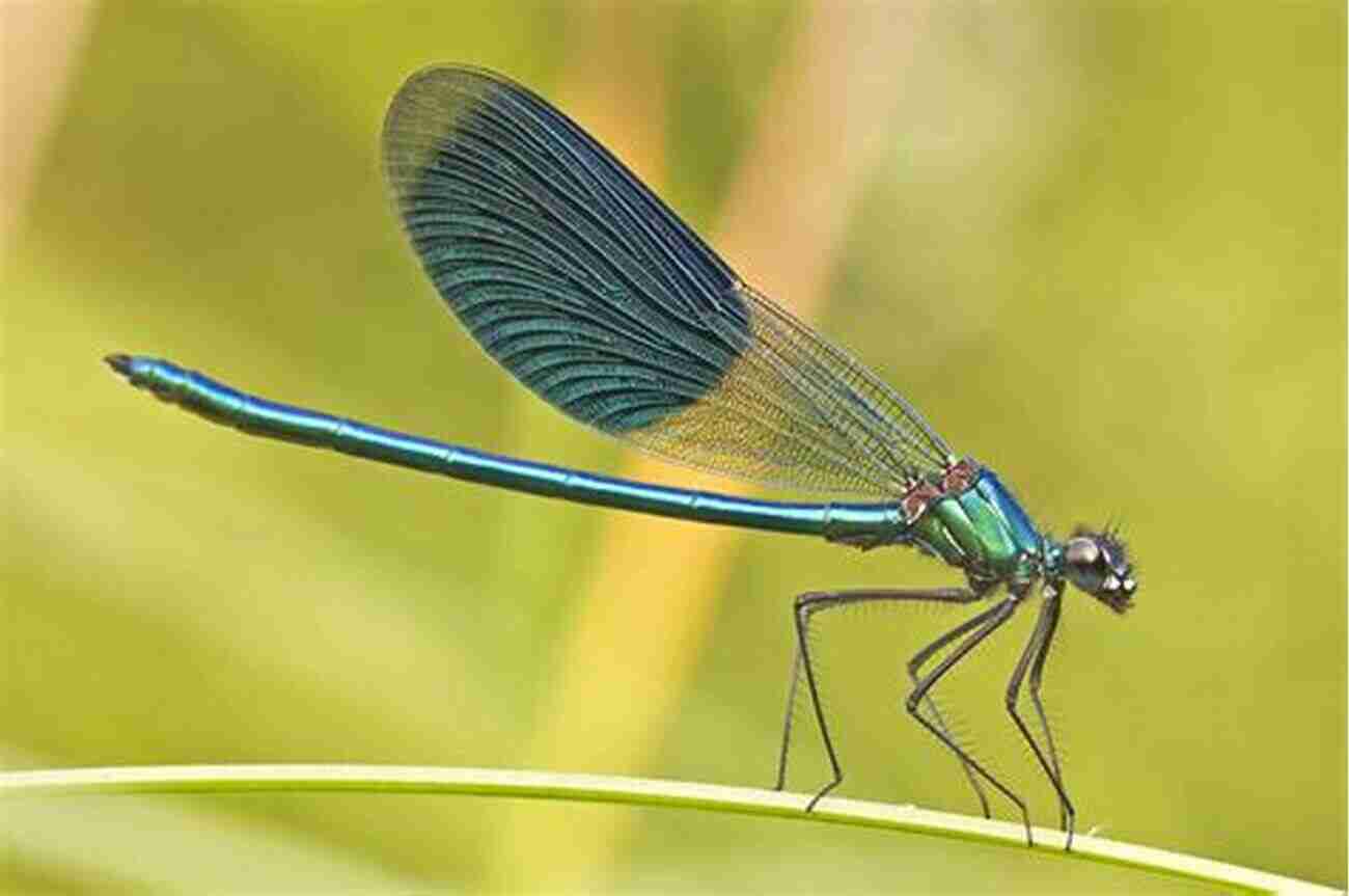 Gorgeous Dragonfly Dragonflies And Damselflies: A Natural History