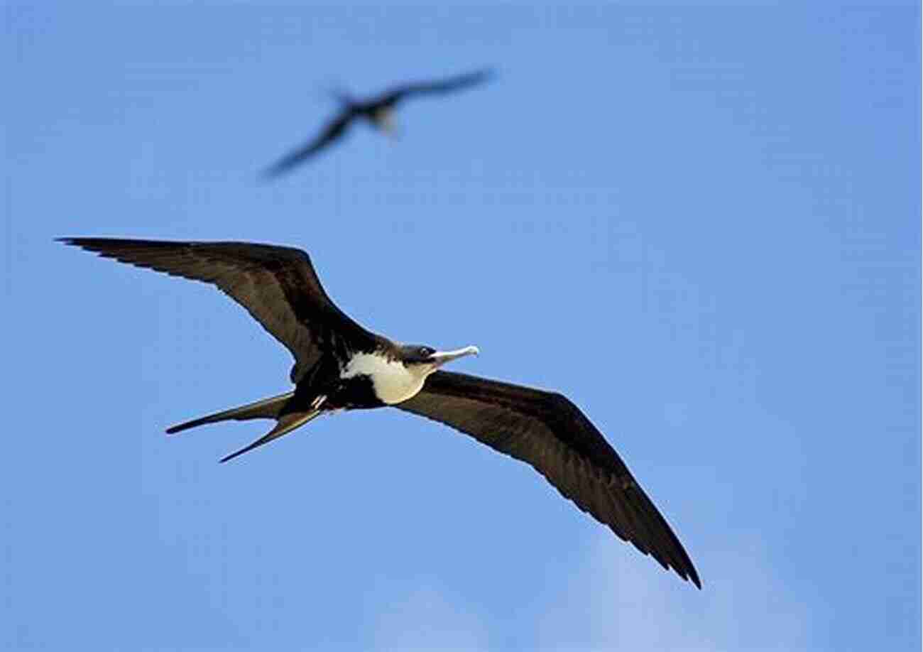 Great Barrier Reef Birding Fifty Places To Go Birding Before You Die: Birding Experts Share The World S Geatest Destinations