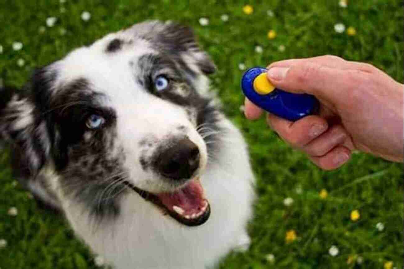 Happy Trained Dog How To Train Your Dog With A Clicker (It S All About Dogs 2)