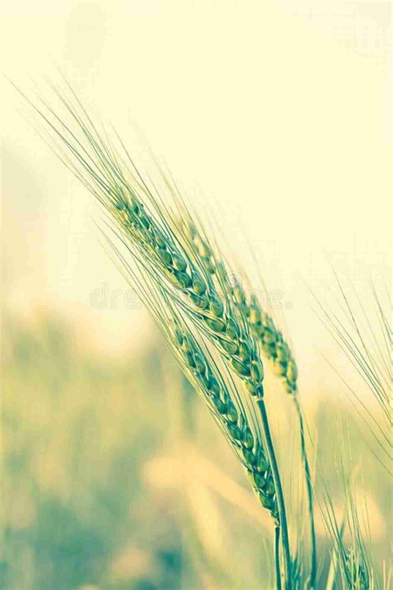 Hardy Barley Field Growing Grain Crops In Dry Areas With Information On Varieties Of Grain Crop Suitable For Dry Land Farming