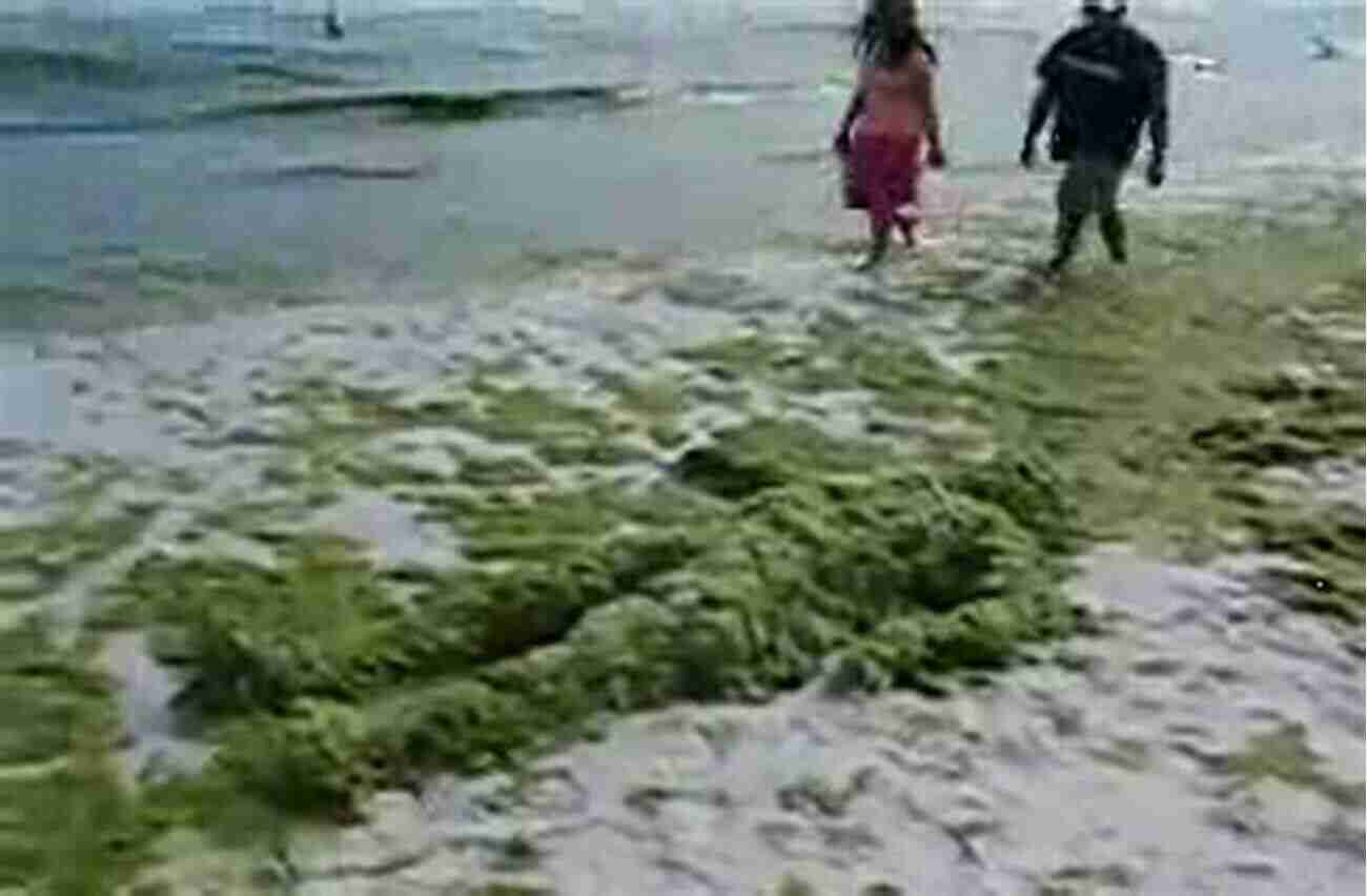 Hilarious Seaweed Taking Over The World Kelp A Laugh Out Loud Teen Comedy About Seaweed Going Nuts And The World S Most Embarrassing Family