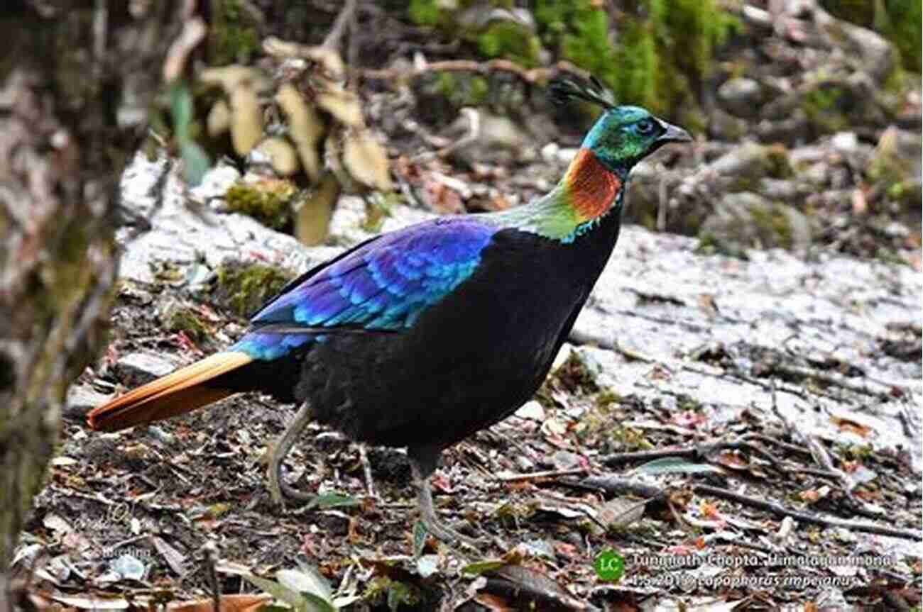 Himalayan Monal Lophophorus Impejanus AVITOPIA Birds Of Pakistan