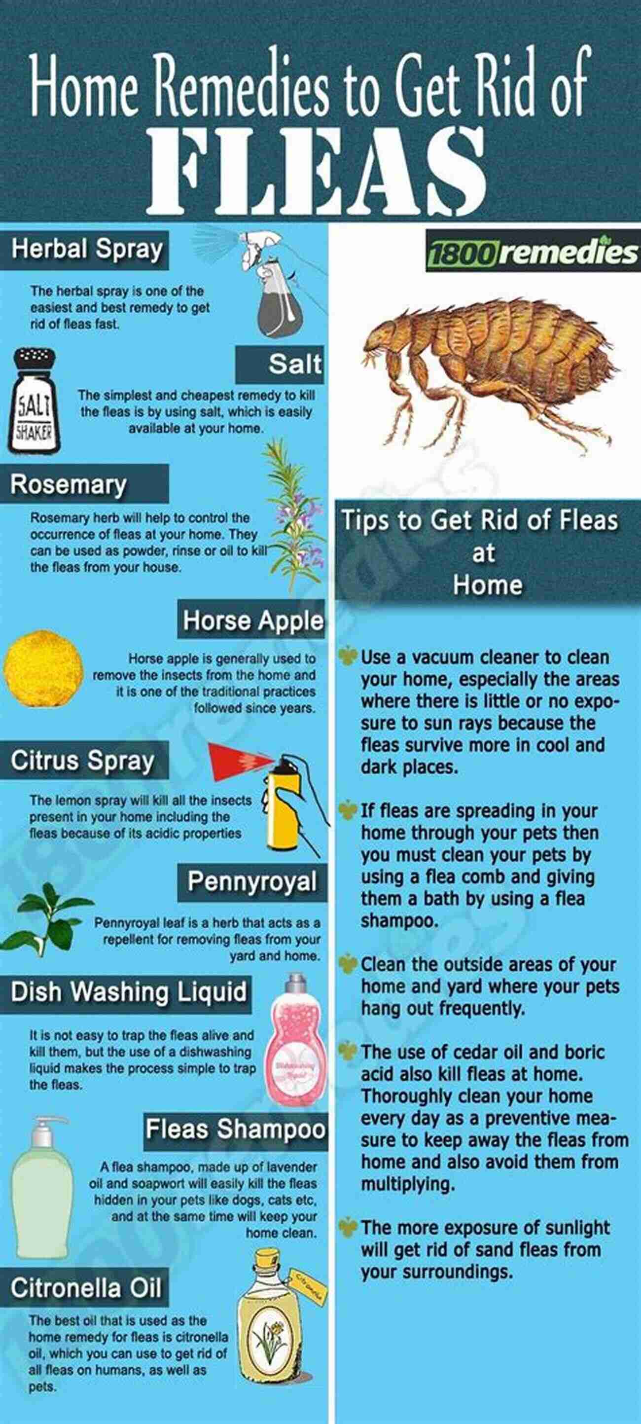 Homemade Flea Trap FLEA CONTROL: How To Get Rid Of Fleas Naturally