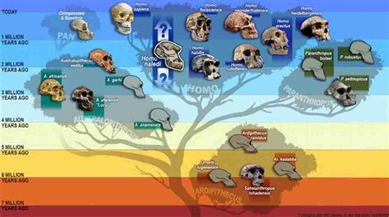 Homo Habilis Skull Tracing The Evolutionary Trail Of Our Ancestors Biological Anthropology: Concepts And Connections