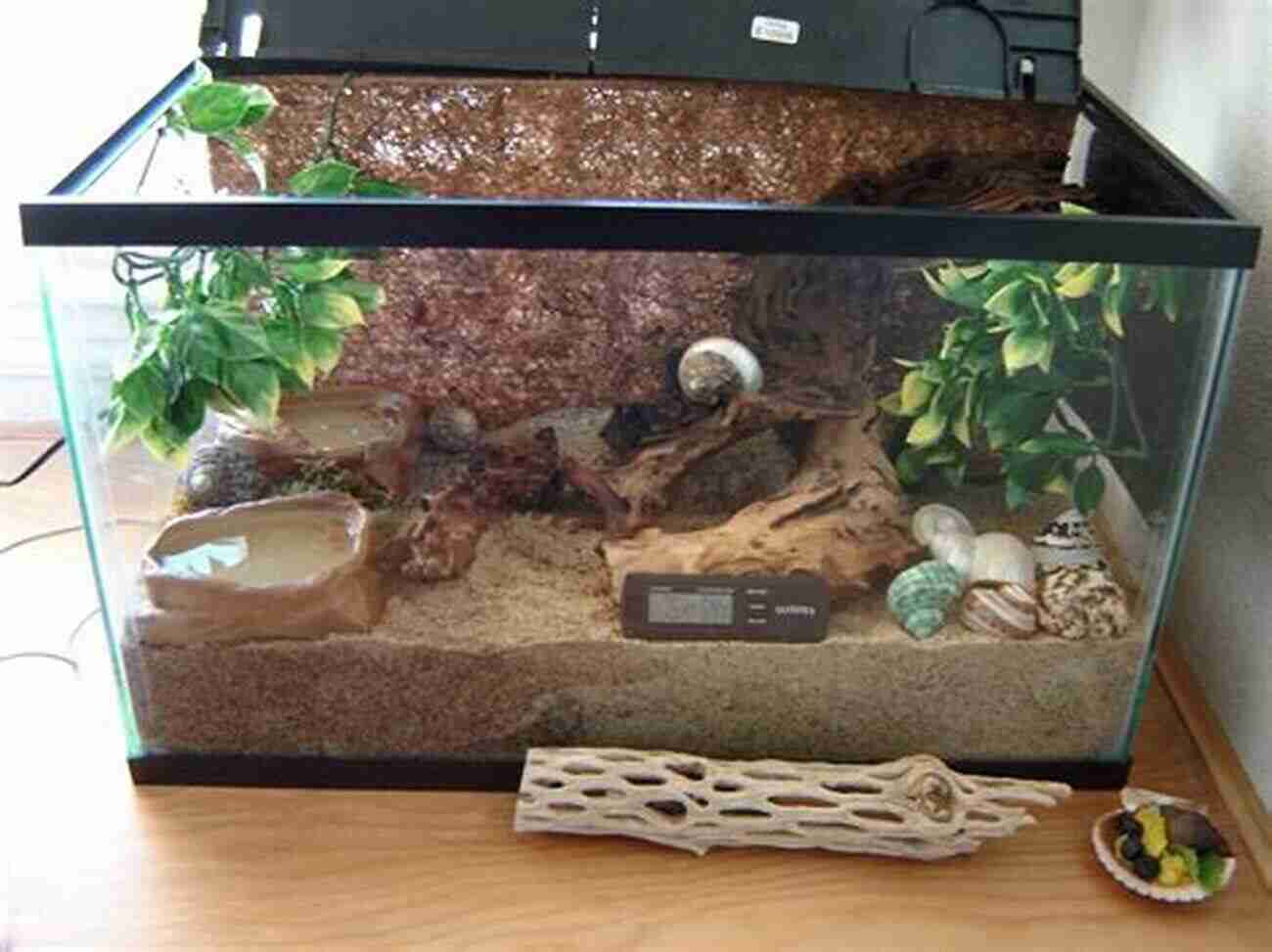 Ideal Land Hermit Crab Habitat With Sand, Branches, And Hiding Spots Land Hermit Crabs (Herpetocultural Library)