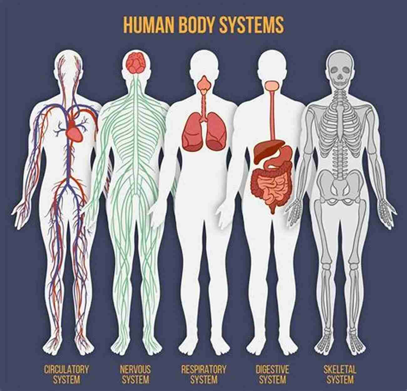 Illustration Of A Human Body Showing The Various Systems Anatomy Physiology Made Easy: An Illustrated Study Guide For Students To Easily Learn Anatomy And Physiology