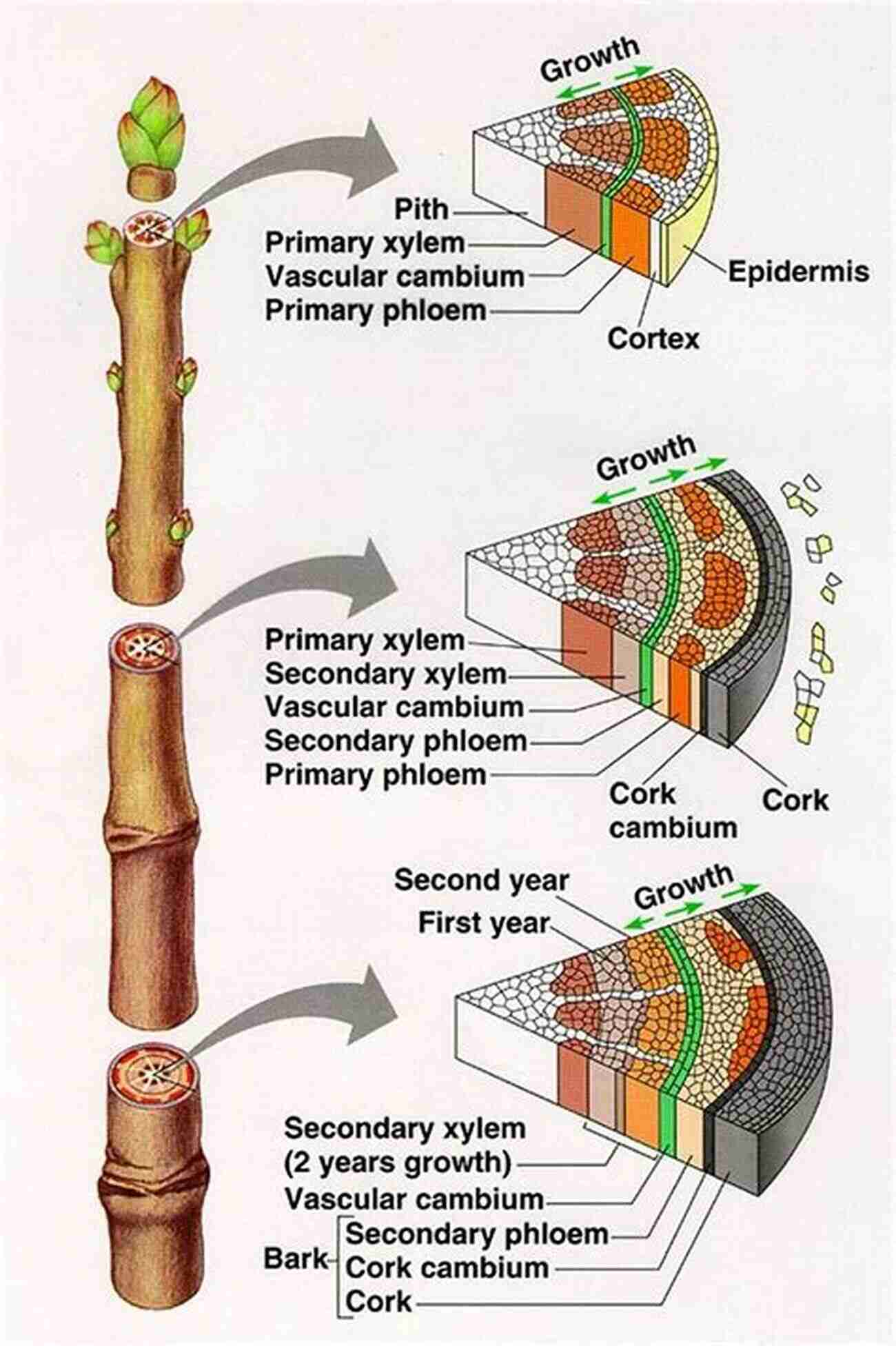 Illustration Of Intricate Xylem Structure Responsible For Sap Ascent In Trees Xylem Structure And The Ascent Of Sap (Springer In Wood Science)