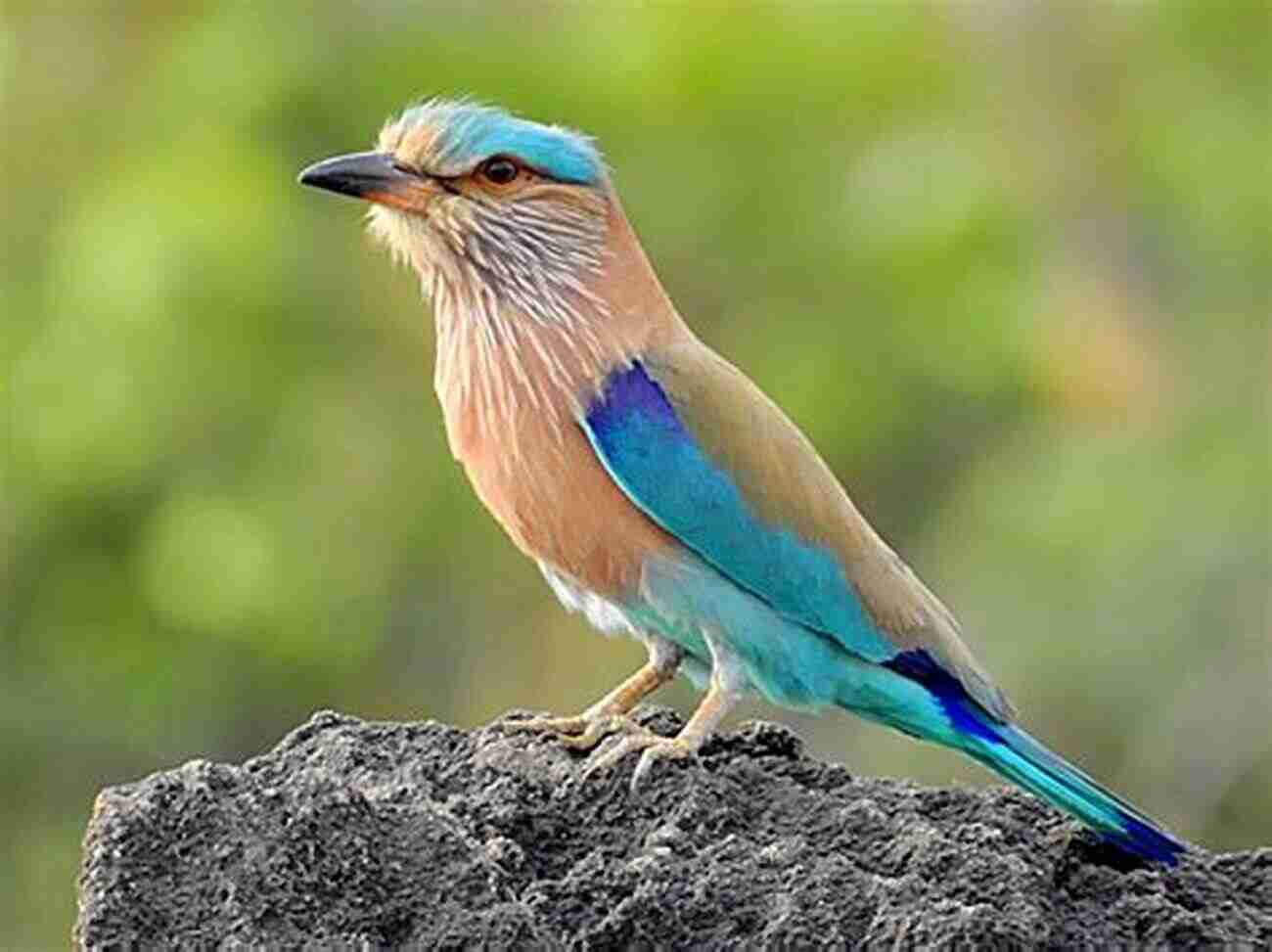 Indian Roller Coracias Benghalensis AVITOPIA Birds Of Pakistan