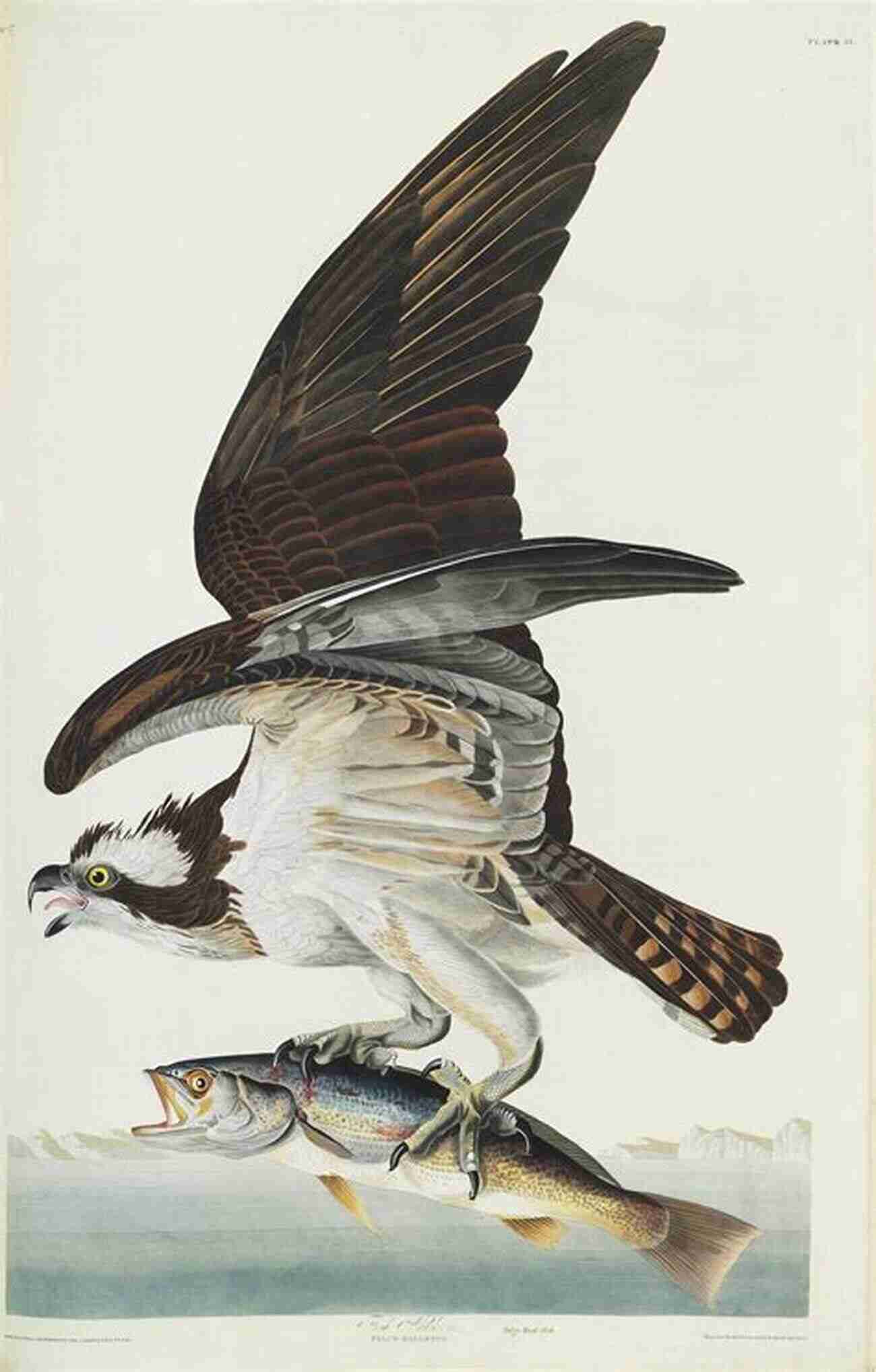 John James Audubon's The Birds Of America Rare Collection Of Avian Illustrations The Birds Of America John James Audubon