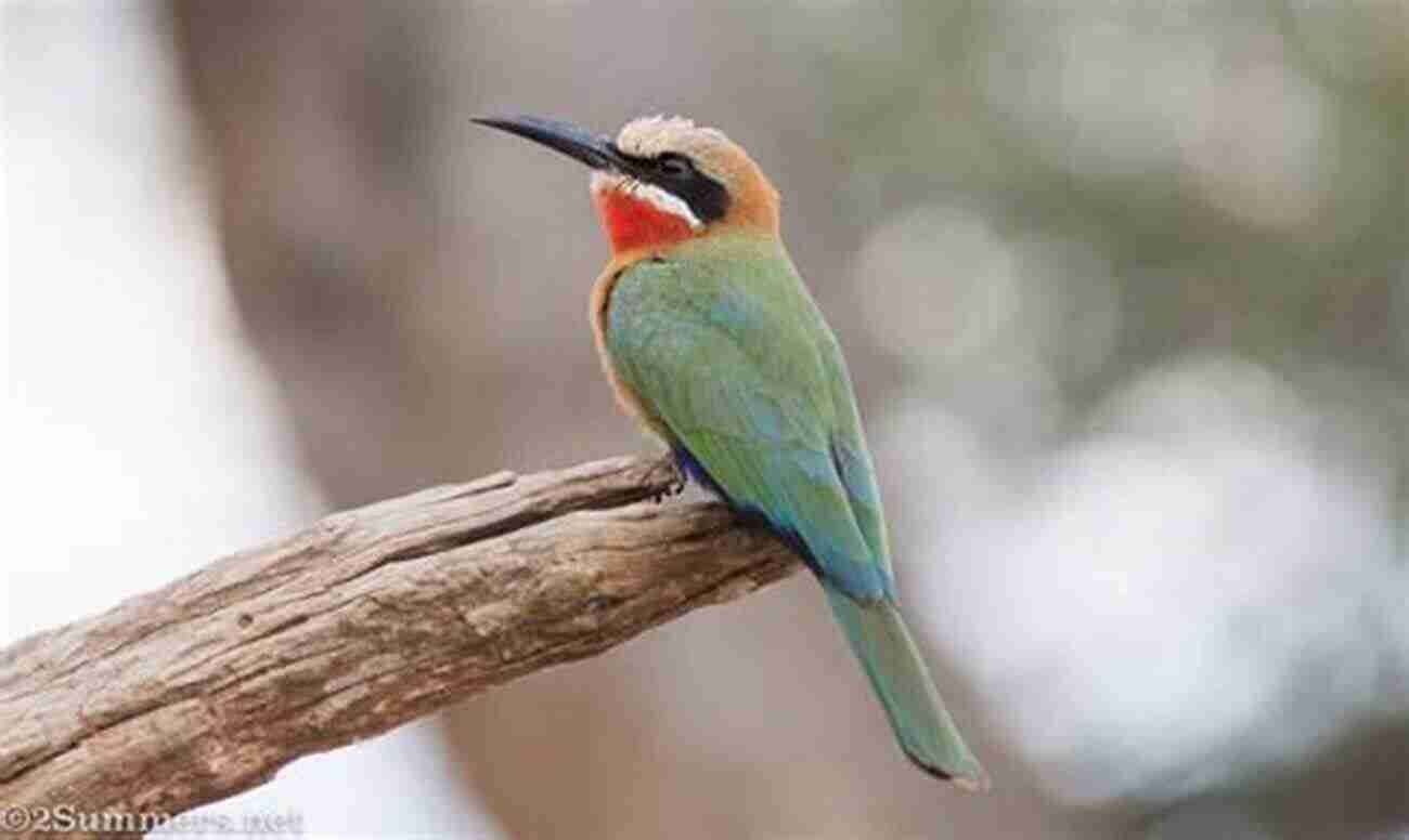 Kruger National Park Birding Fifty Places To Go Birding Before You Die: Birding Experts Share The World S Geatest Destinations