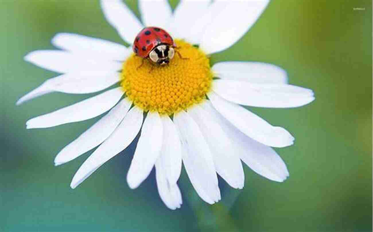 Ladybug On A Flower Let S Learn About The Ladybug Fun Facts About Nature S Colorful Beetle