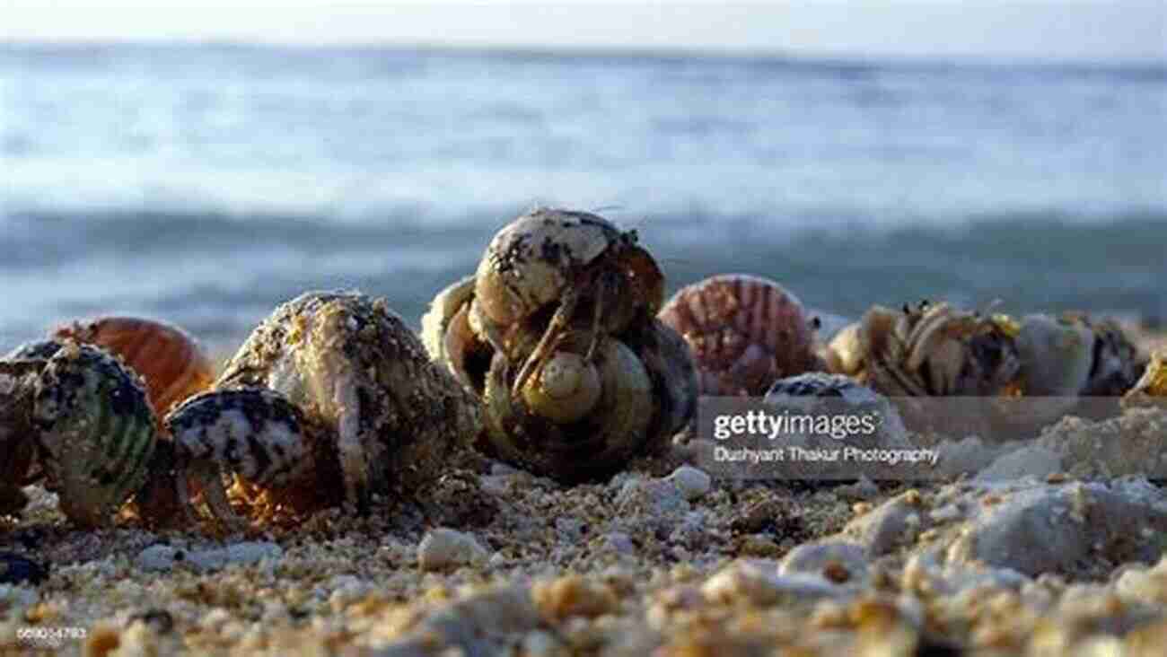 Land Hermit Crab In The Process Of Shell Swapping Land Hermit Crabs (Herpetocultural Library)