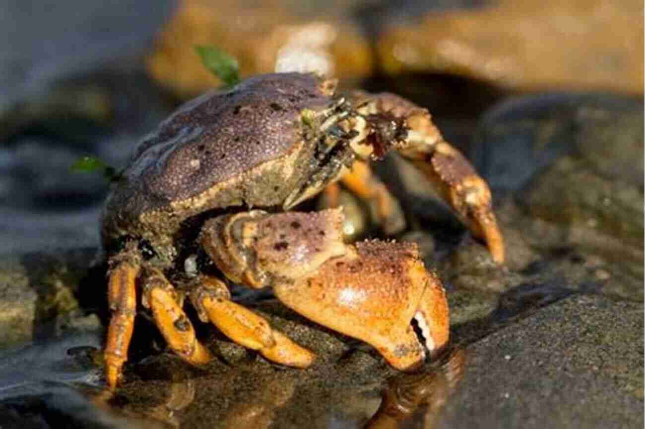 Land Hermit Crabs: A Crab Species With Unique Habits And Adaptations Land Hermit Crabs (Herpetocultural Library)