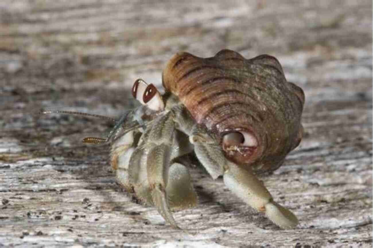 Land Hermit Crabs Adapt To Using Empty Snail Shells Land Hermit Crabs (Herpetocultural Library)