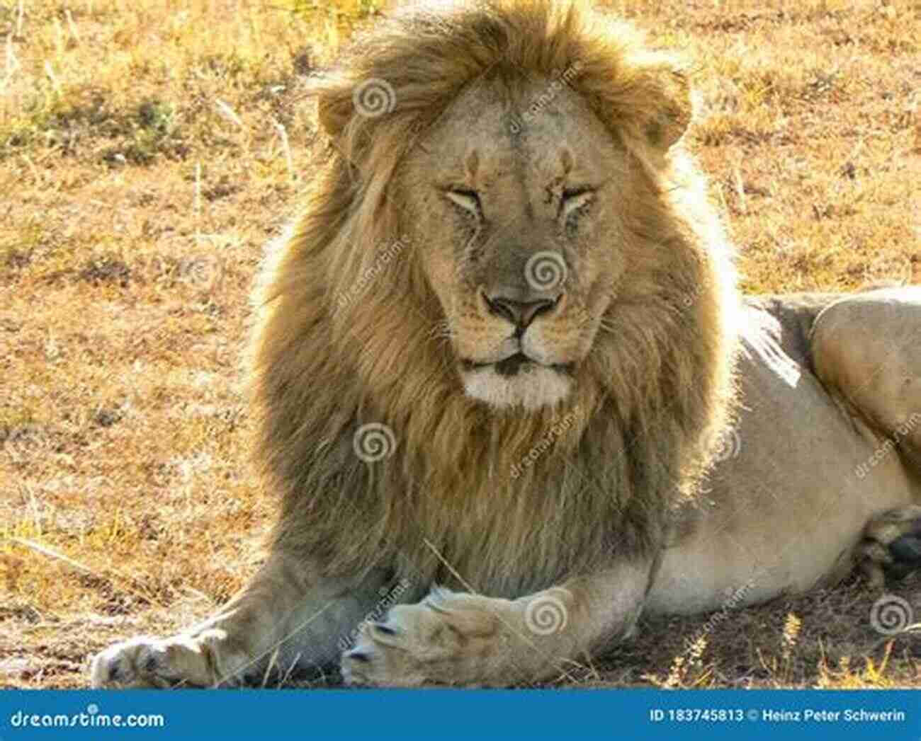 Lions Roaming In The Vastness Of Tsavo National Park The Lunatic Express Charles Miller