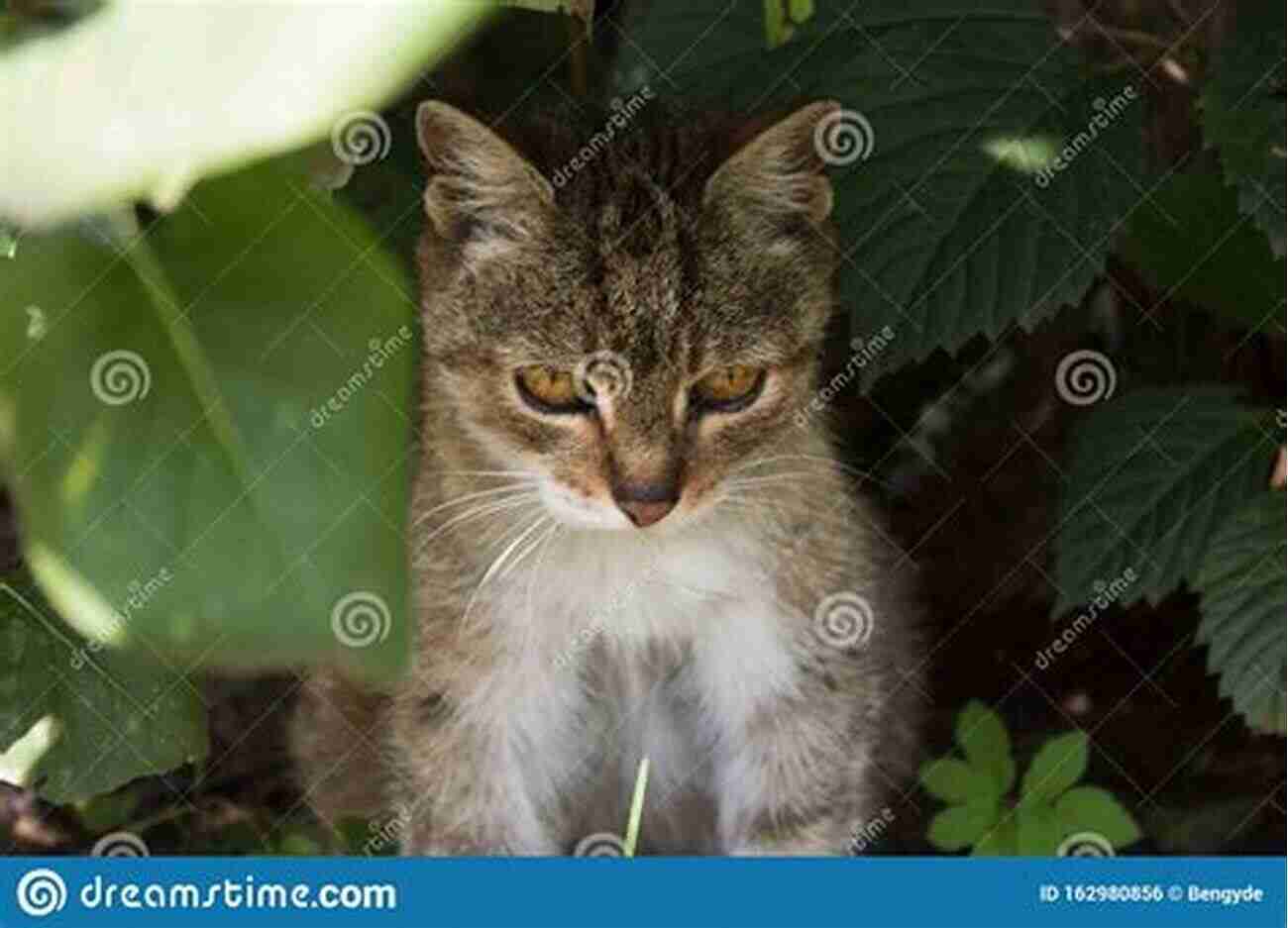 Long Haired Feral Cat Hiding In The Bushes A Truth About Helping Feral Cats And How To Cope