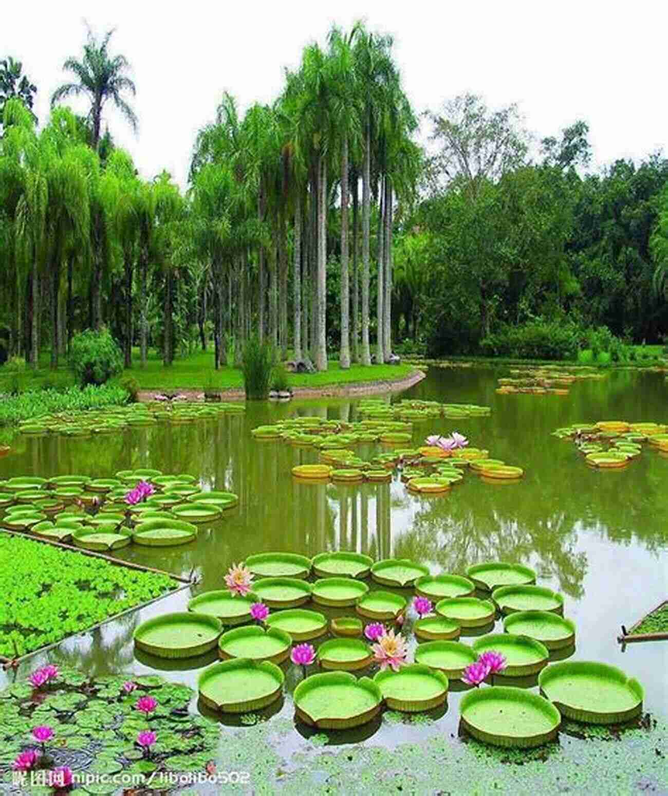 Lotus Pond Gardens Serene Outdoor Spaces With Lotus Ponds Pajogi Style Patchwork: 15 Home Designs Inspired By A Korean Art Form