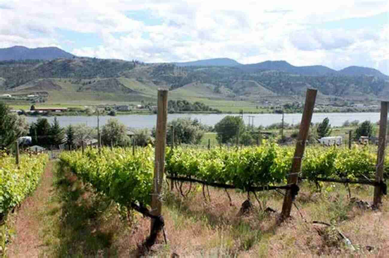 Lush Vineyards In Kamloops Wine Country Kamloops British Columbia Canada 2 In Colour Photos: Saving Our History One Photo At A Time (Cruising Canada 16)