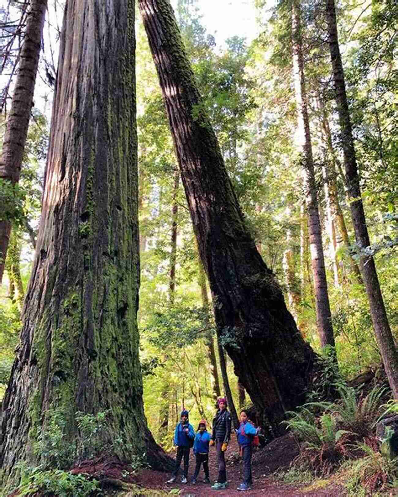 Majestic Redwood Tree Standing Tall Among Lush Green Surroundings In The Land Of Giants: A Journey Through The Dark Ages