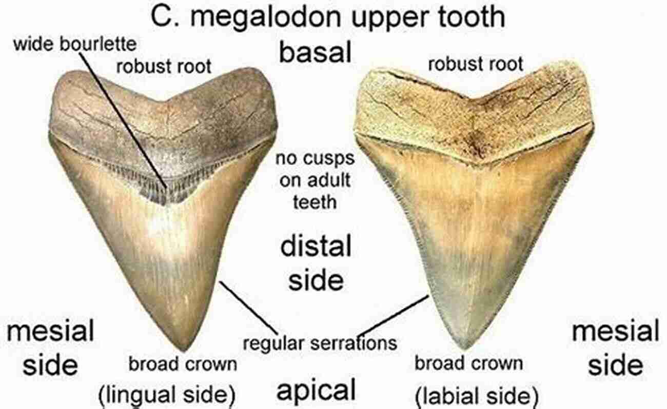 Megalodon Tooth Fossil Identification Guide For The Tennessee Valley Part 1