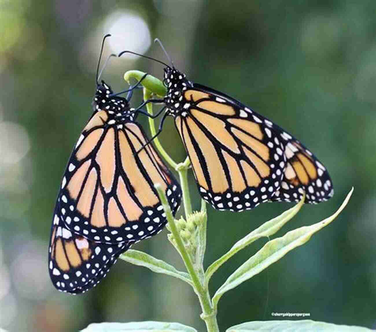 Monarch Butterfly Resting On Milkweed How To Attract Birds To Your Garden: Foods They Like Plants They Love Shelter They Need