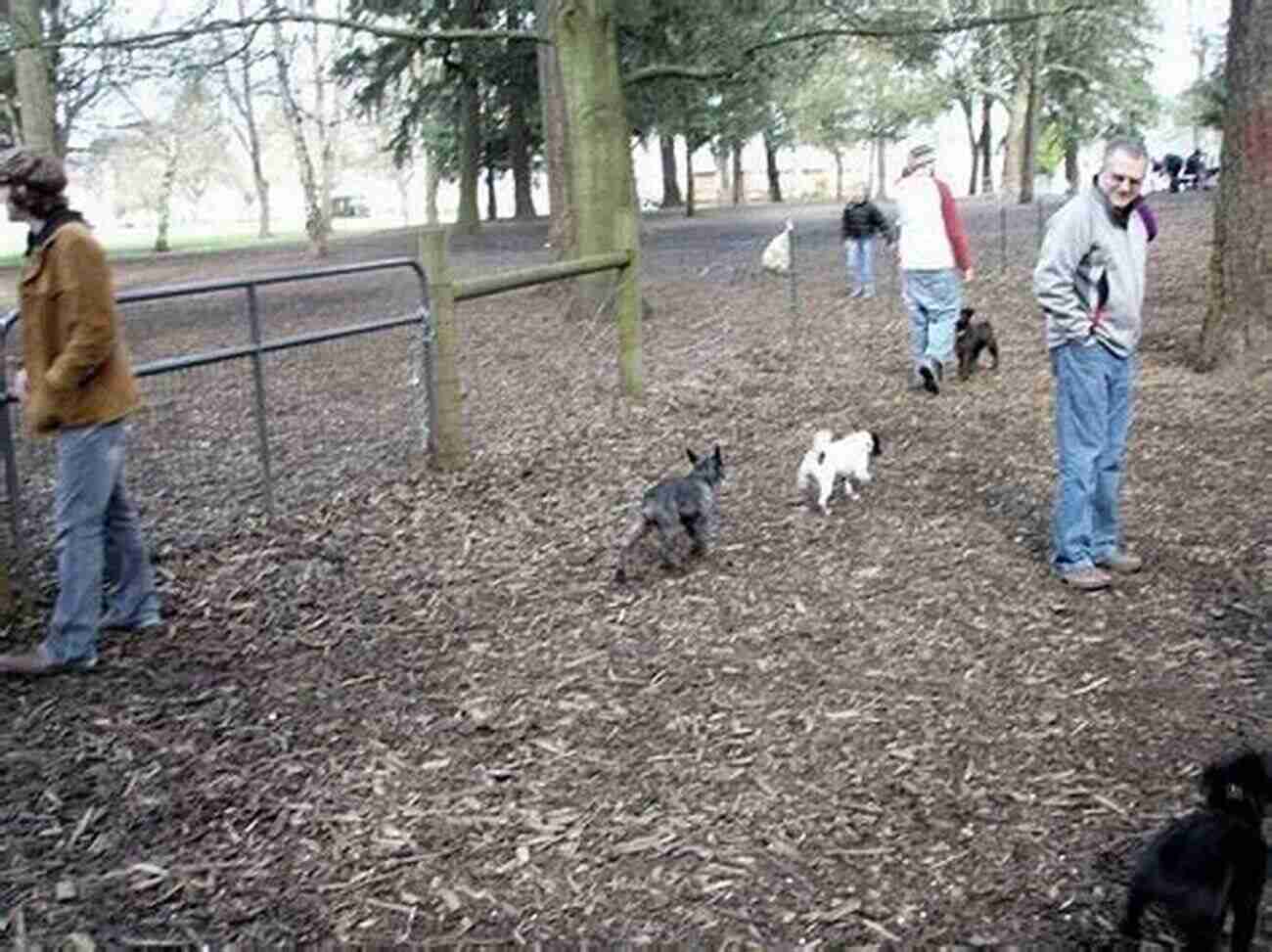 Normandale Dog Park Large Fenced Area With Dogs Of All Sizes Engaging In Activities Portland Oregon The 10 Best Fenced Dog Parks