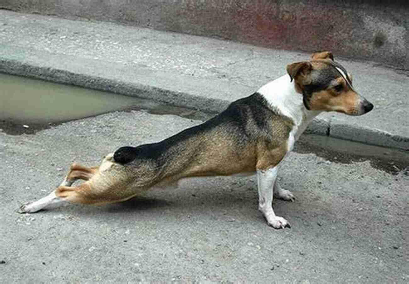 Old Dog Stretching Its Hind Legs On A Yoga Mat Old Dog : Feel Good Exercises Stretches