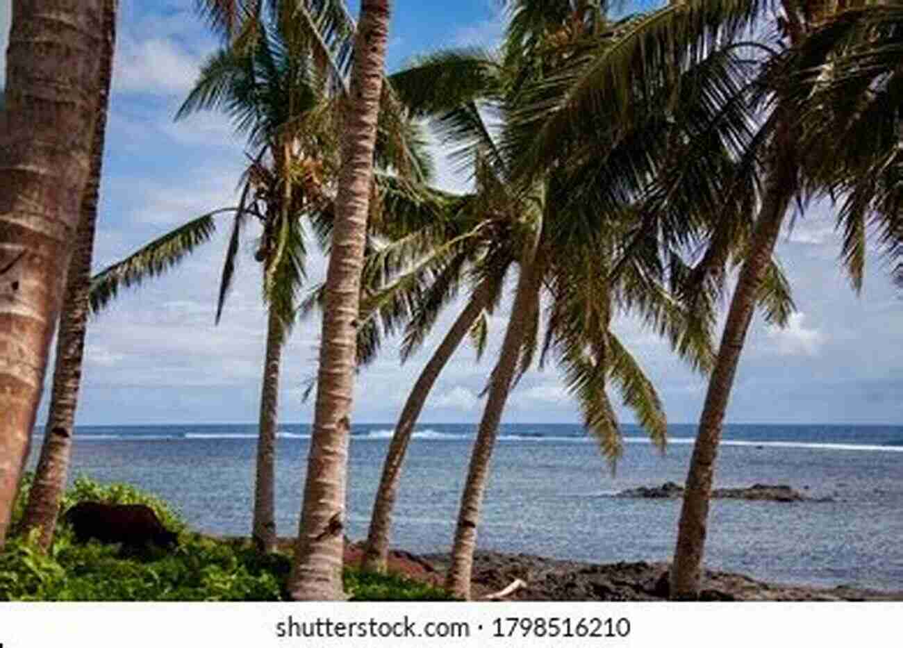 Palm Trees Swaying In The Gentle Breeze At Indian Rocks Beach Indian Rocks Beach (Images Of America)