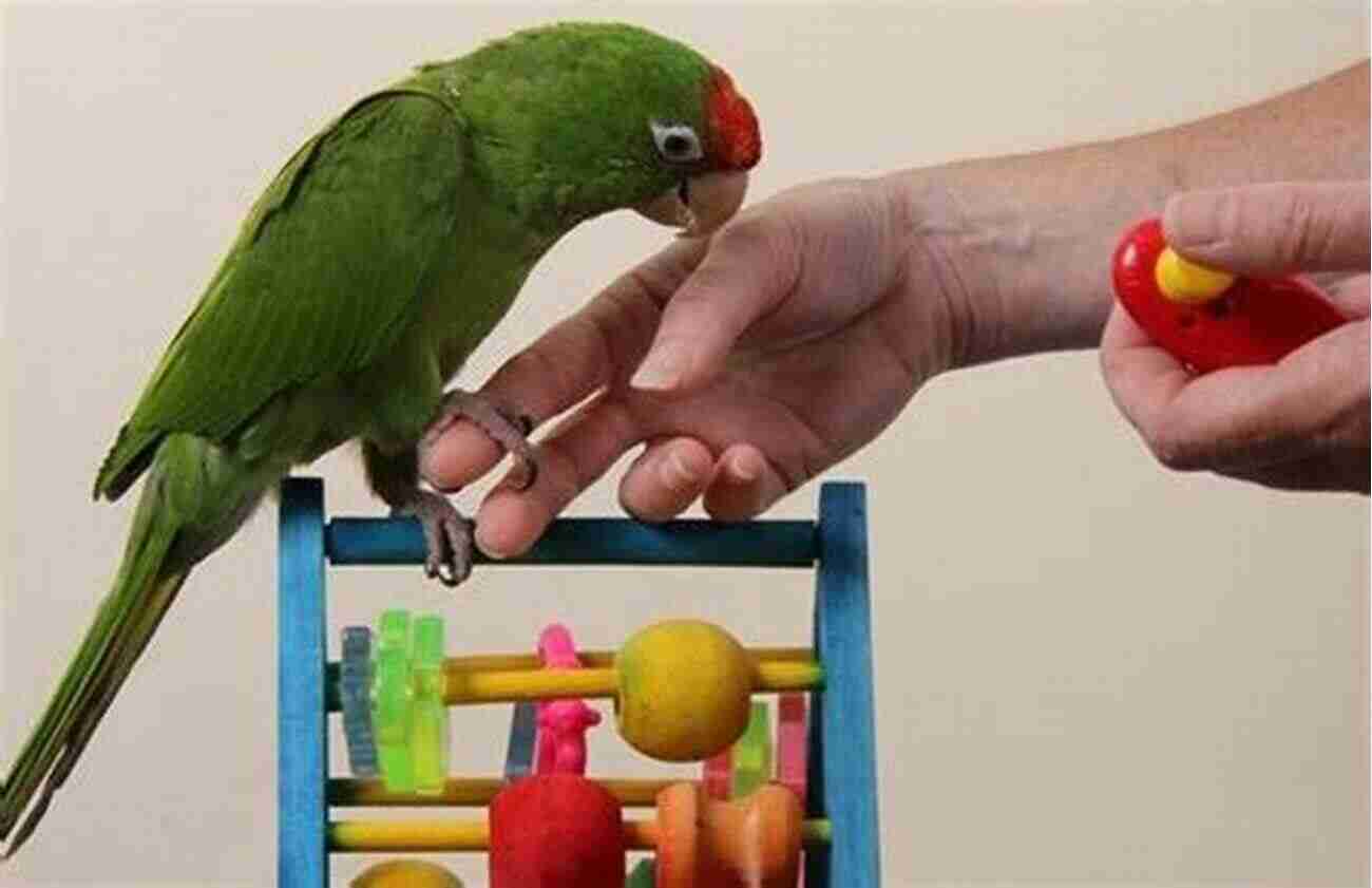 Parrot With Clicker Training Demonstrating Problem Behavior Solution Screaming Screeching: How To Solve Problem Behavior With Clicker Training The Bird School For Parrots And Other Birds