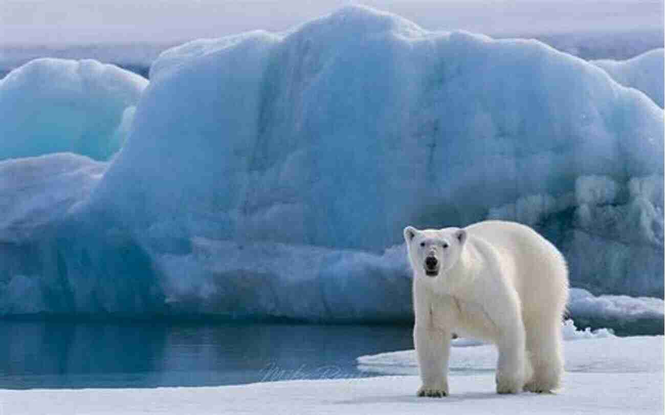 Polar Bear Resting On Ice How To Attract Birds To Your Garden: Foods They Like Plants They Love Shelter They Need