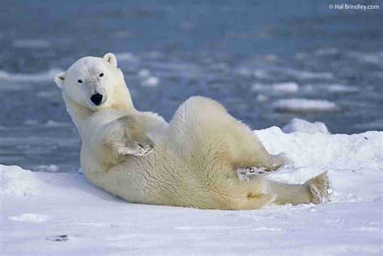 Polar Bear In Churchill, Manitoba, Canada Winnipeg Manitoba Canada 2 In Colour Photos: Saving Our History One Photo At A Time