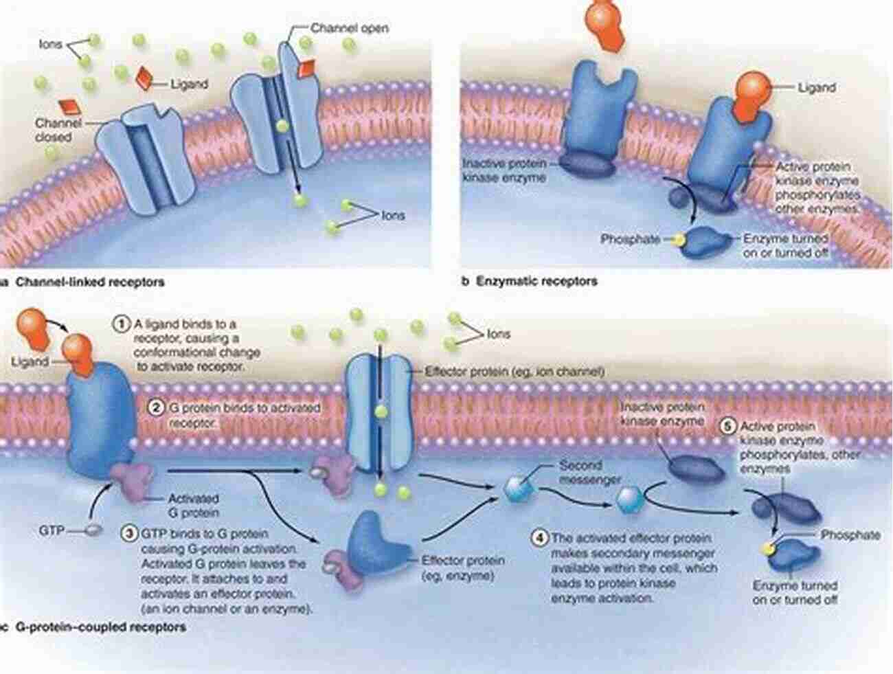 Protein Protein Interaction Within A Cell The Physical Basis Of Biochemistry: Solutions Manual To The Second Edition