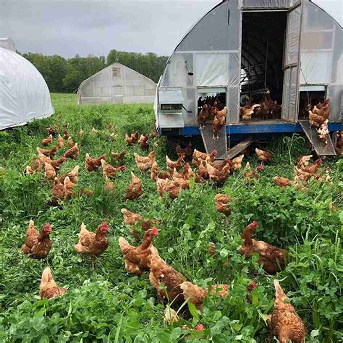 Raising Chickens For Eggs And Meat A Complete Guide To Sustainable Poultry Farming Raising Chickens: An To Raising Chickens For Eggs And Meat