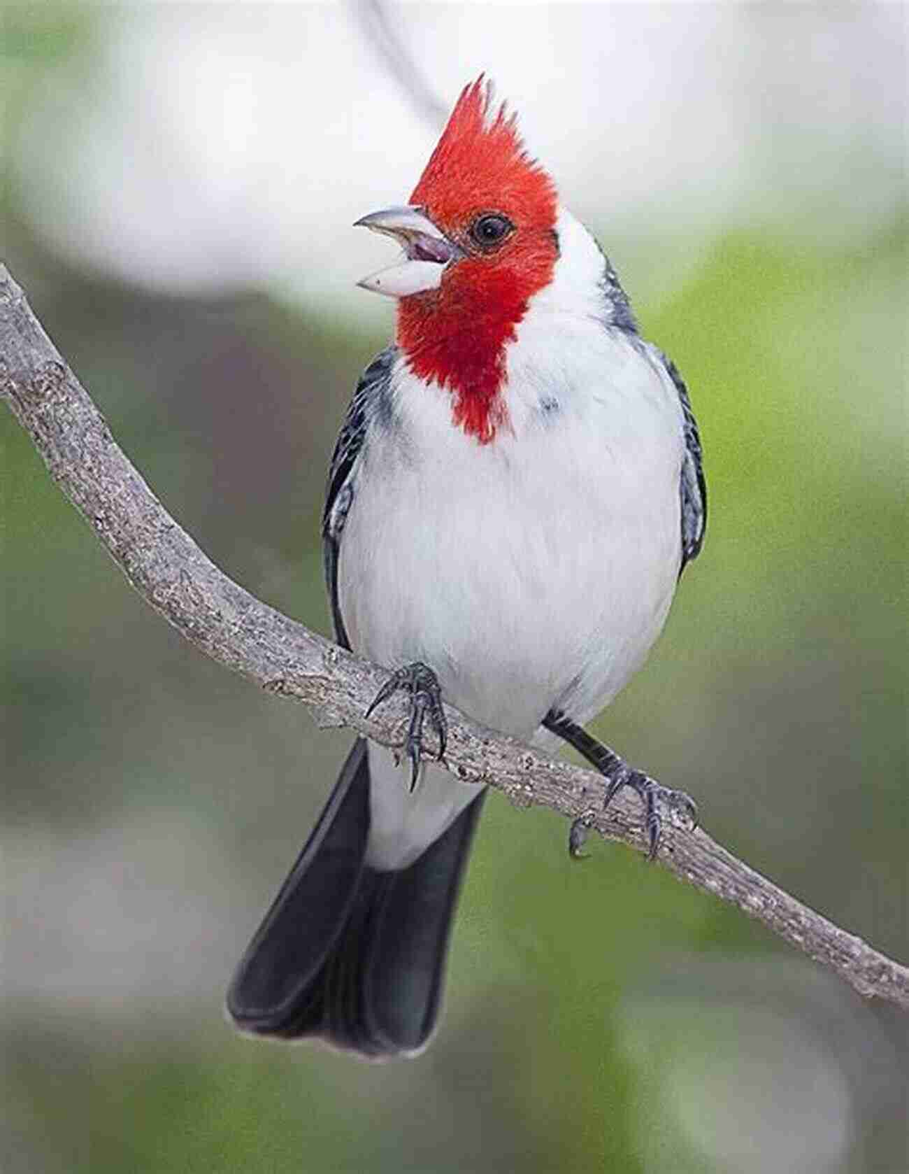 Red Crested Cardinal Photo By John Smith AVITOPIA Birds Of Samoa